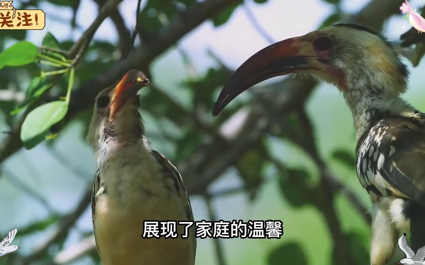 红嘴弯嘴犀鸟,动物界的好丈夫,高清记录犀鸟产卵全过程