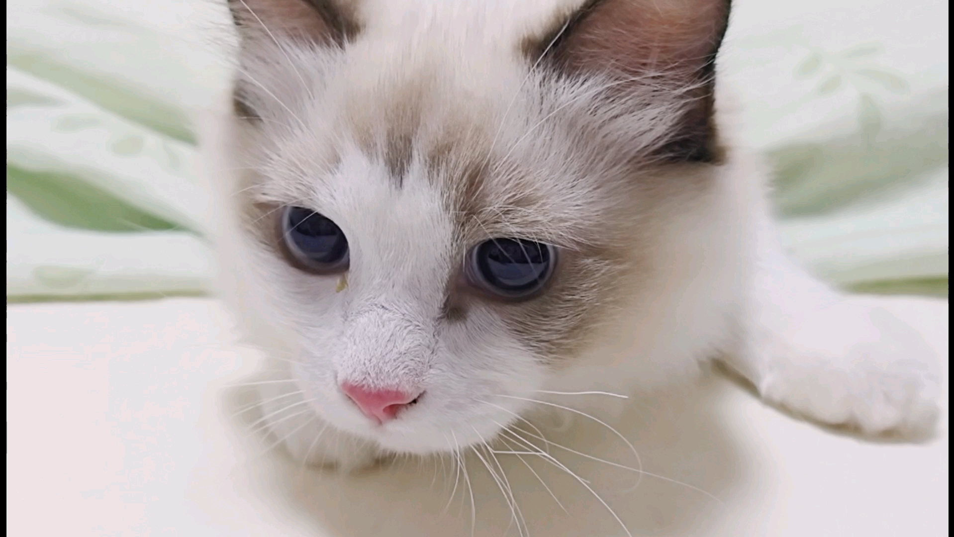 圆溜溜的大眼猫