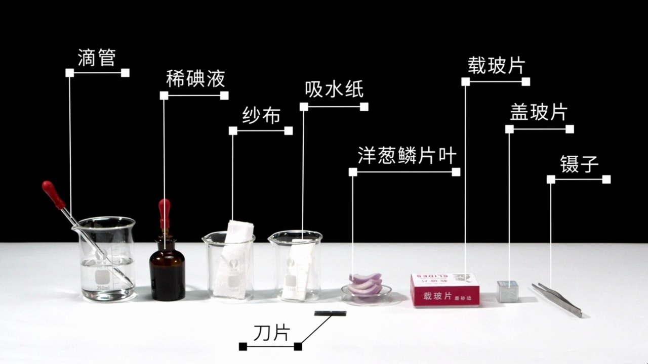 制作并观察植物细胞临时装片