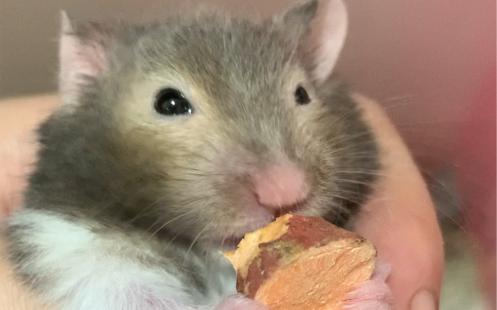 眼圈熊的日常-金丝熊building的67天.