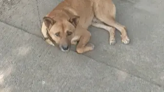 Скачать видео: 他为啥老跳起来鸭