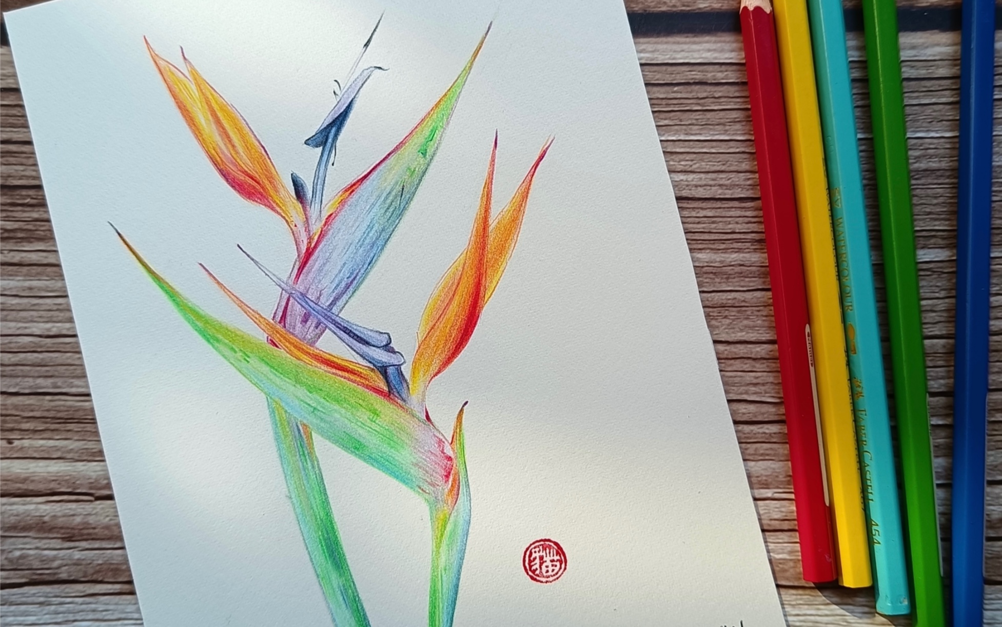 彩铅望鹤兰,又名天堂鸟,赞.