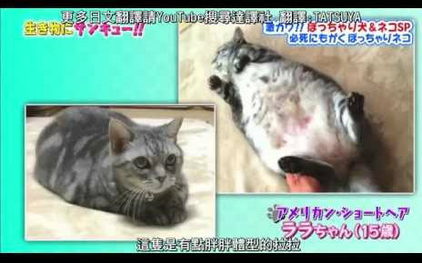 【向动物说3Q】各种可爱胖胖猫的各种生活烦恼哔哩哔哩bilibili