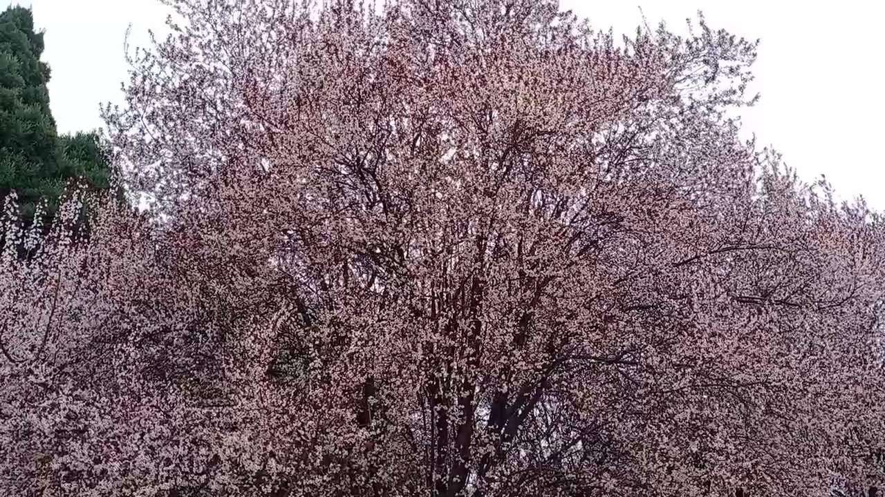 樱花树价格多少钱一棵(樱花树苗价格多少钱一棵)