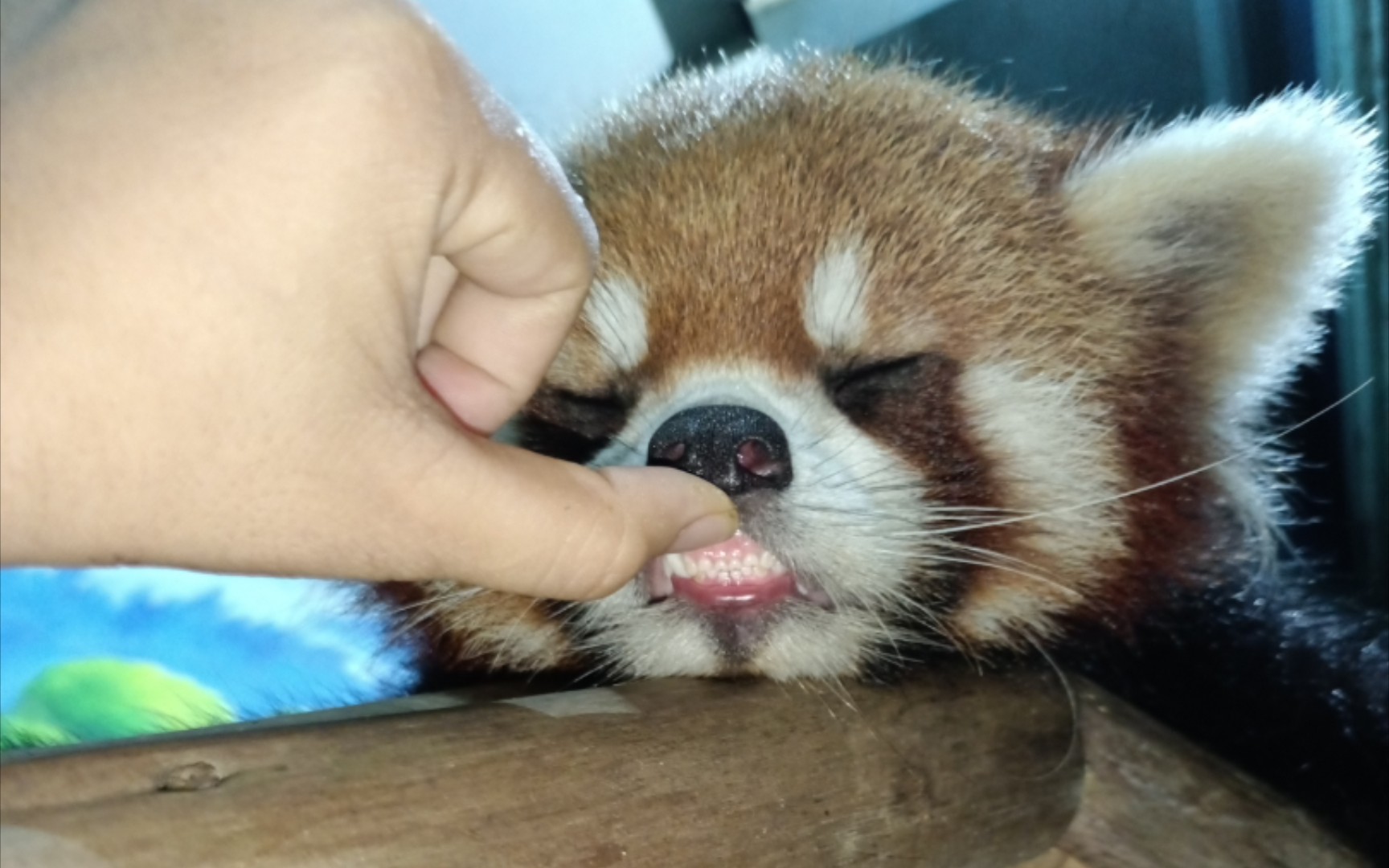 活动  睡成猪一样的小熊猫牙齿危险行为,请勿模仿