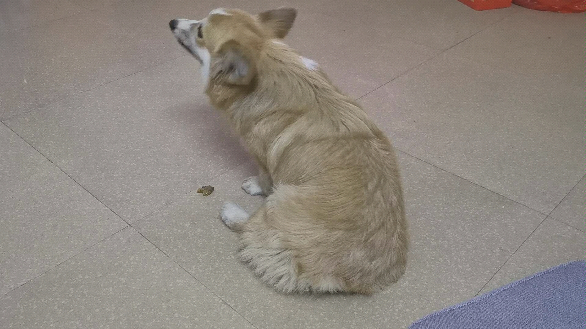 长毛柯基吃番薯干,粘嘴,这是长毛柯基,失格纯种柯基,不是串串