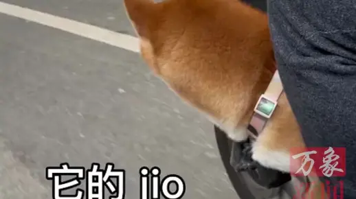 坐着电动车兜风，可以使它快乐一整天