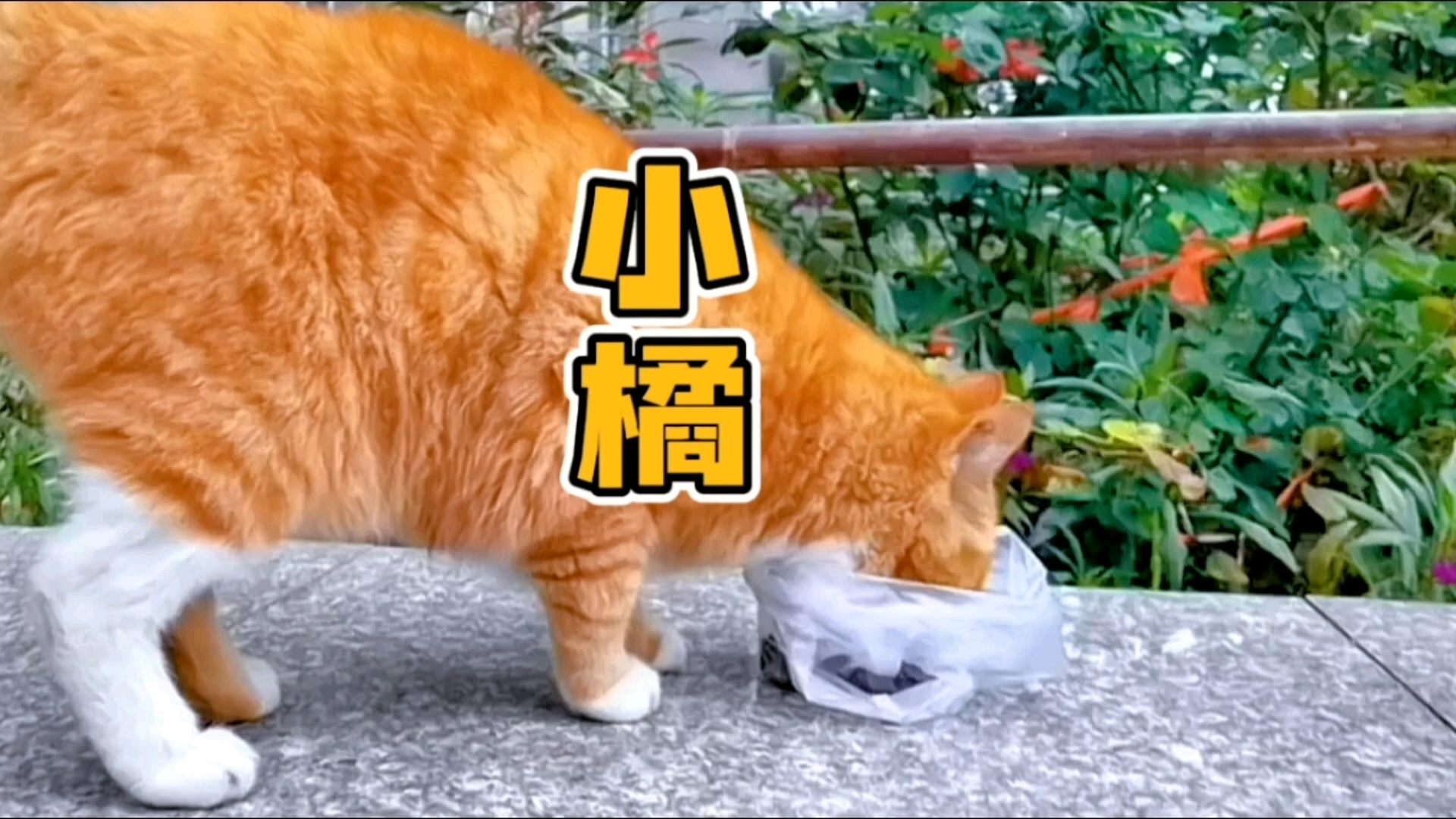 那么,流浪橘猫的名字是如何实现全国统一的哔哩哔哩bilibili