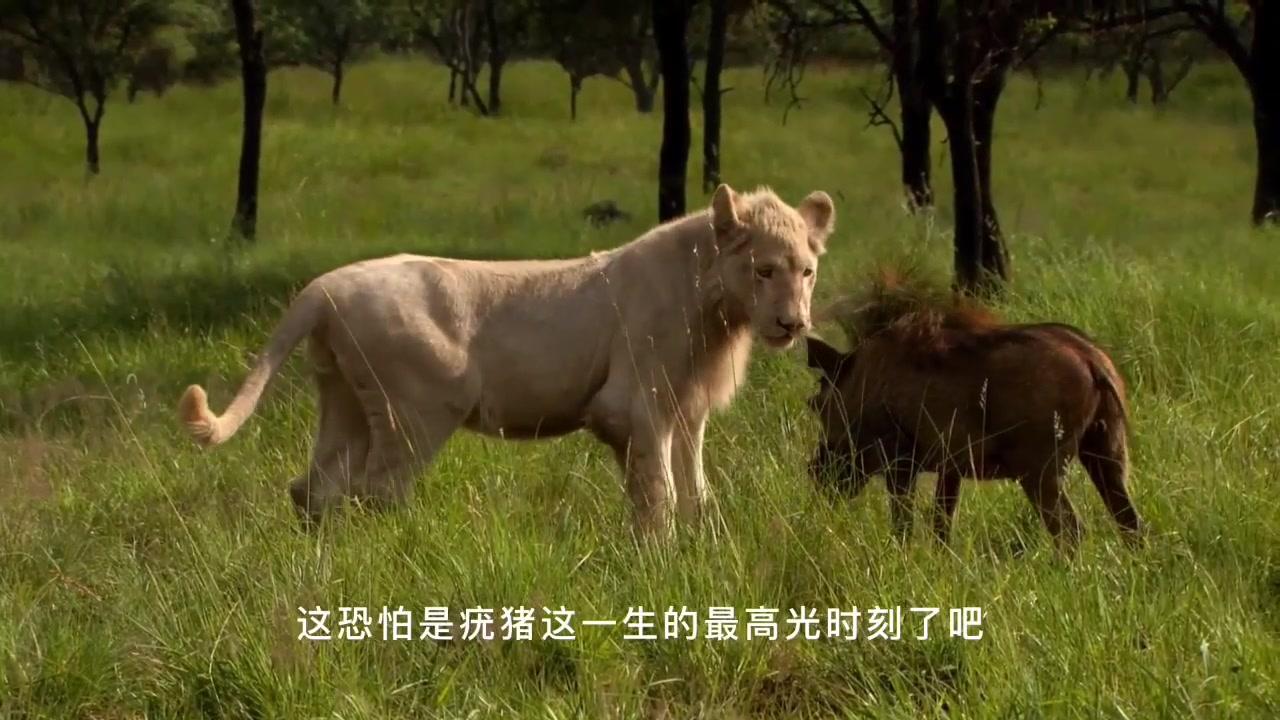 幼年雄獅的流浪生涯,在無依無靠的情況下,小獅子的生活有多艱難