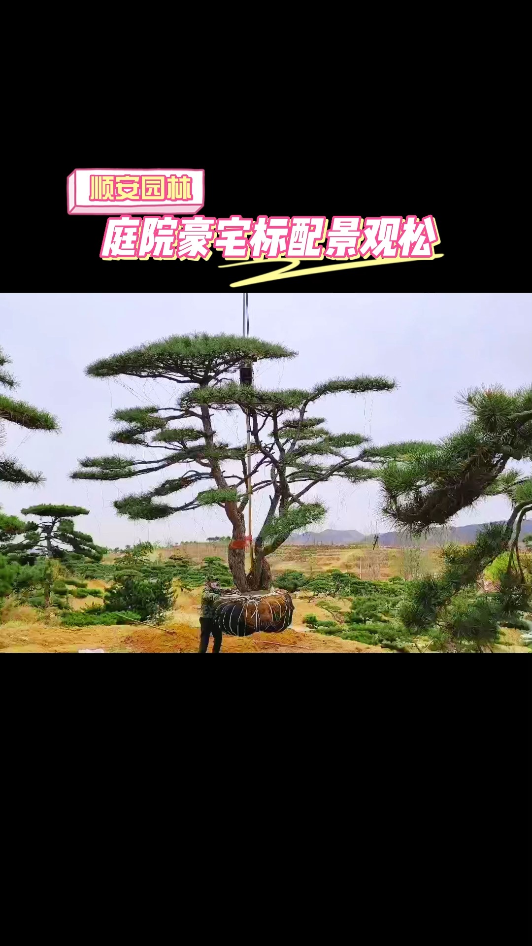 景观松 庭院别墅豪宅的标配 #造型松 #造型油松基地批发