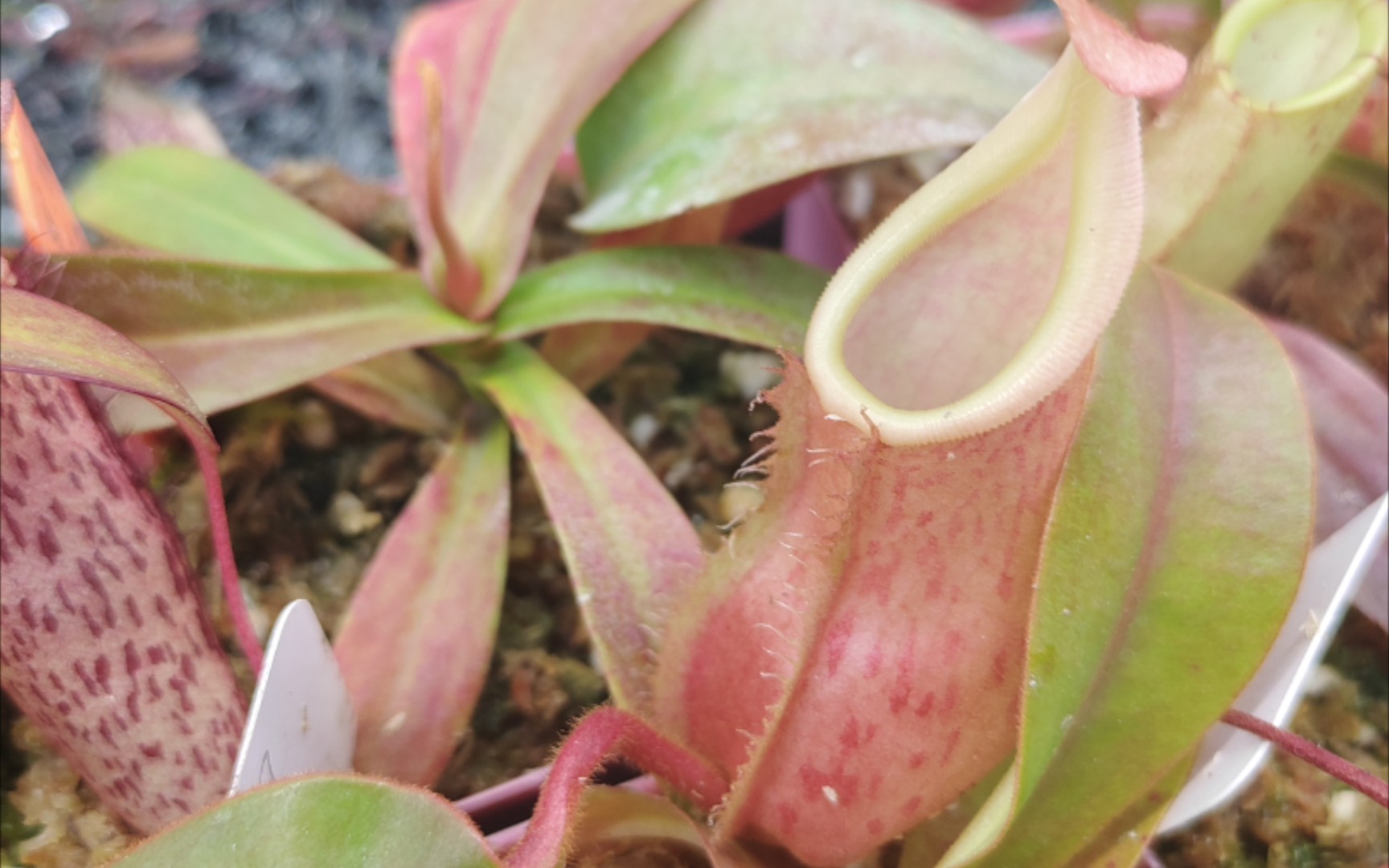 食虫植物——(科普兰×维奇)猪笼草