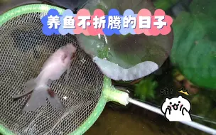 Video herunterladen: 养鱼不折腾的日子三十一：白红色的金鱼怎么的就开始往白黑色变化了。