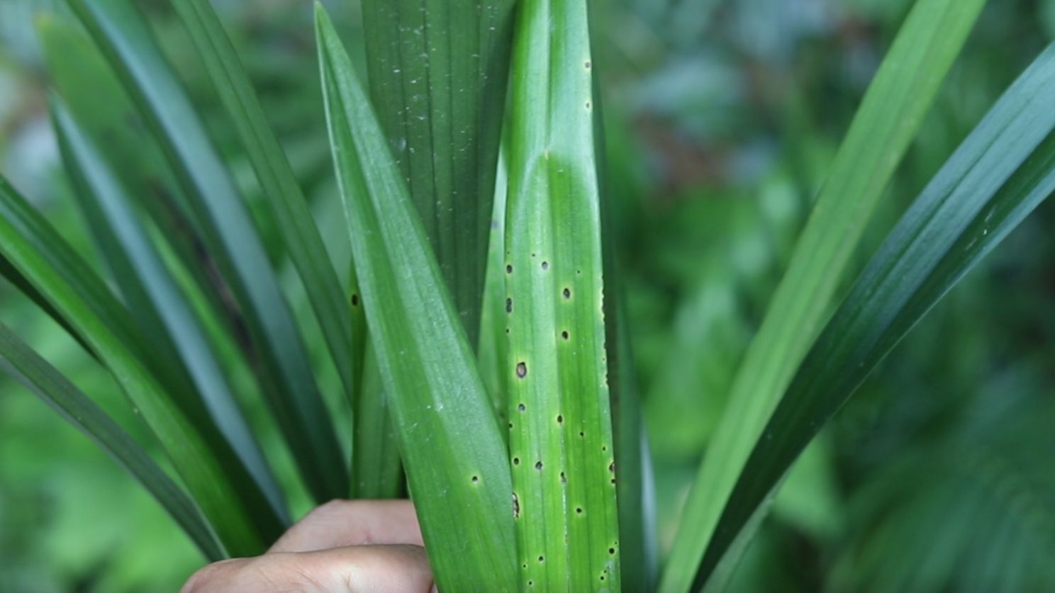 兰花叶片长了这种斑,你以为剪掉就可以了吗?没想到剪了反而更多