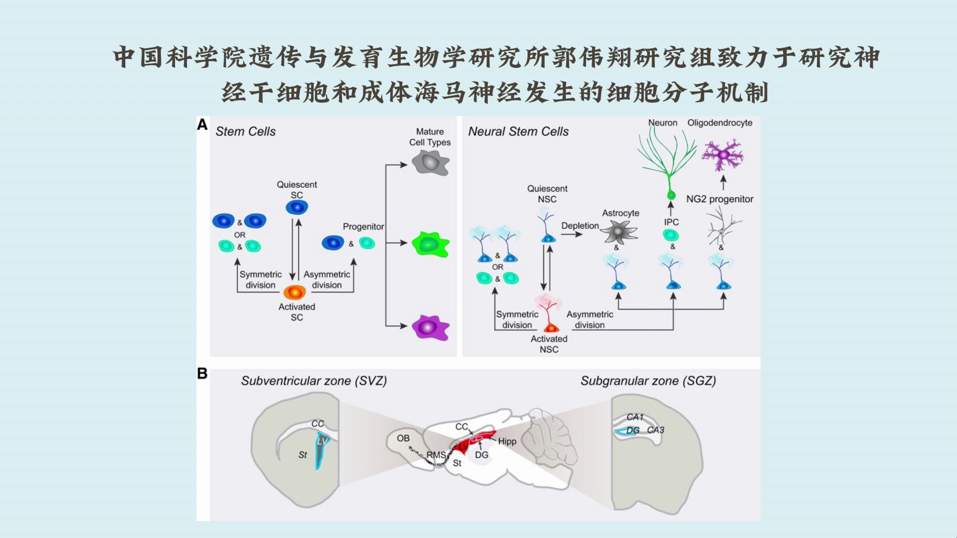 中国科学院遗传发育所郭伟翔研究组揭示吡哆醇依赖性癫痫中嘧啶从头