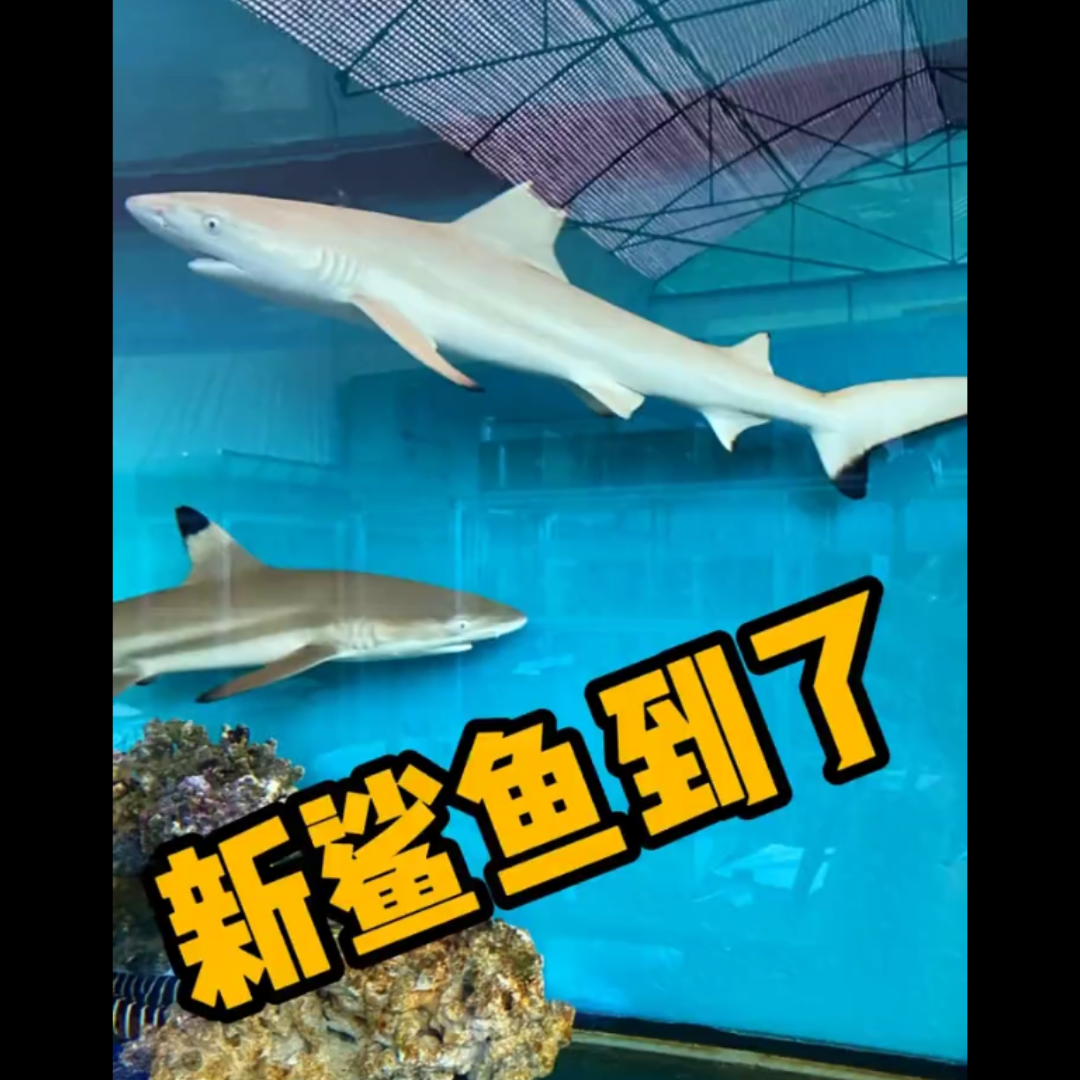 《海洋恶霸 》 !柠檬鲨 !哔哩哔哩bilibili