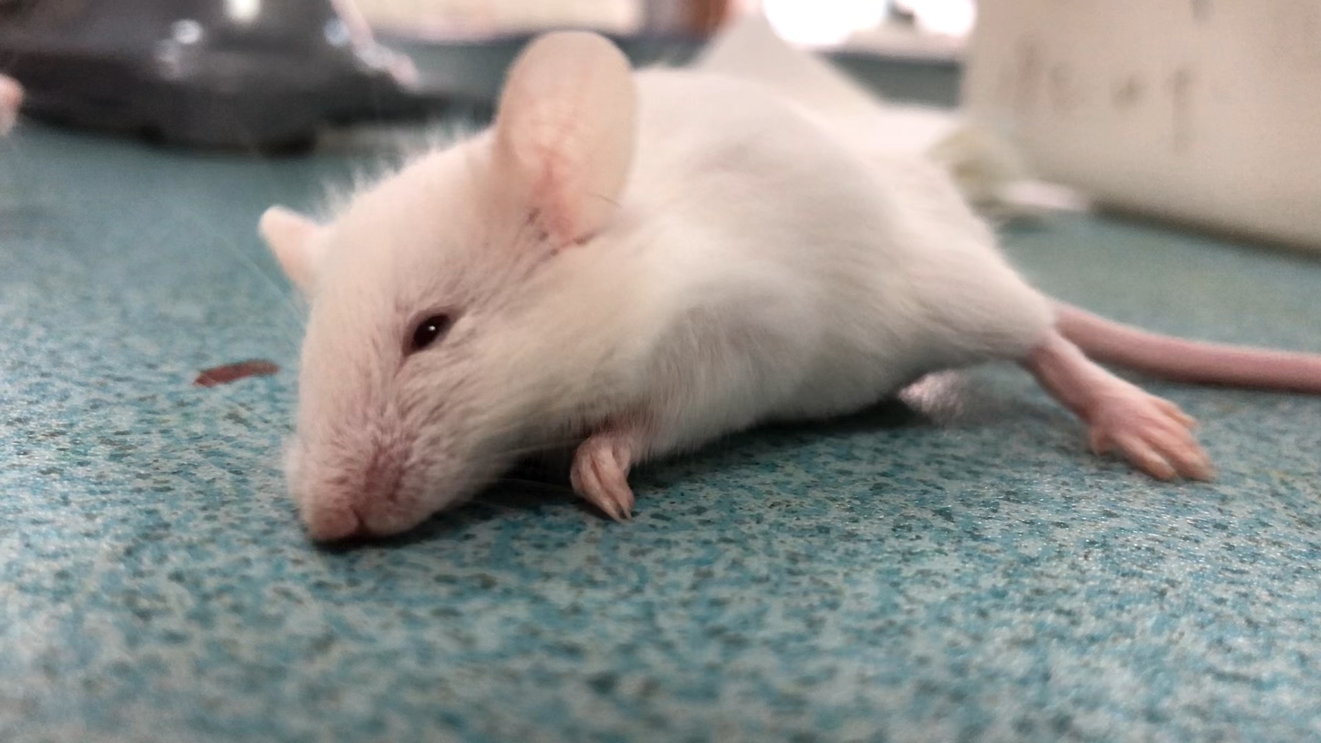 药理实验小鼠的死亡迪斯科