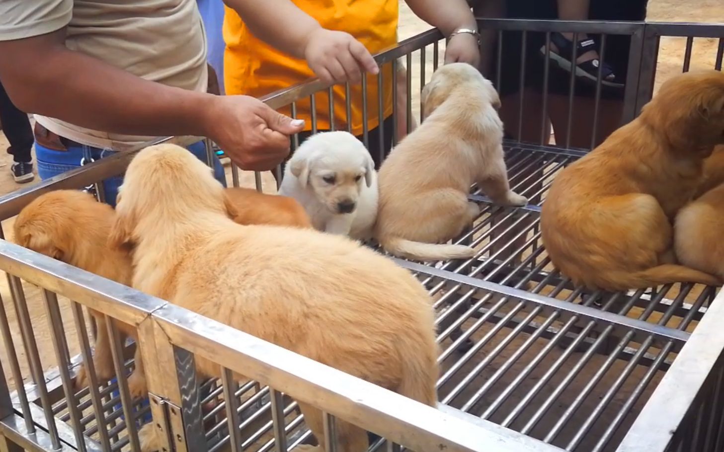 狗市上售卖的宠物小狗很漂亮,卖家说头版长里好,你看咋样