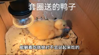 下载视频: 套圈老板送的小鸭子，养活问题不大