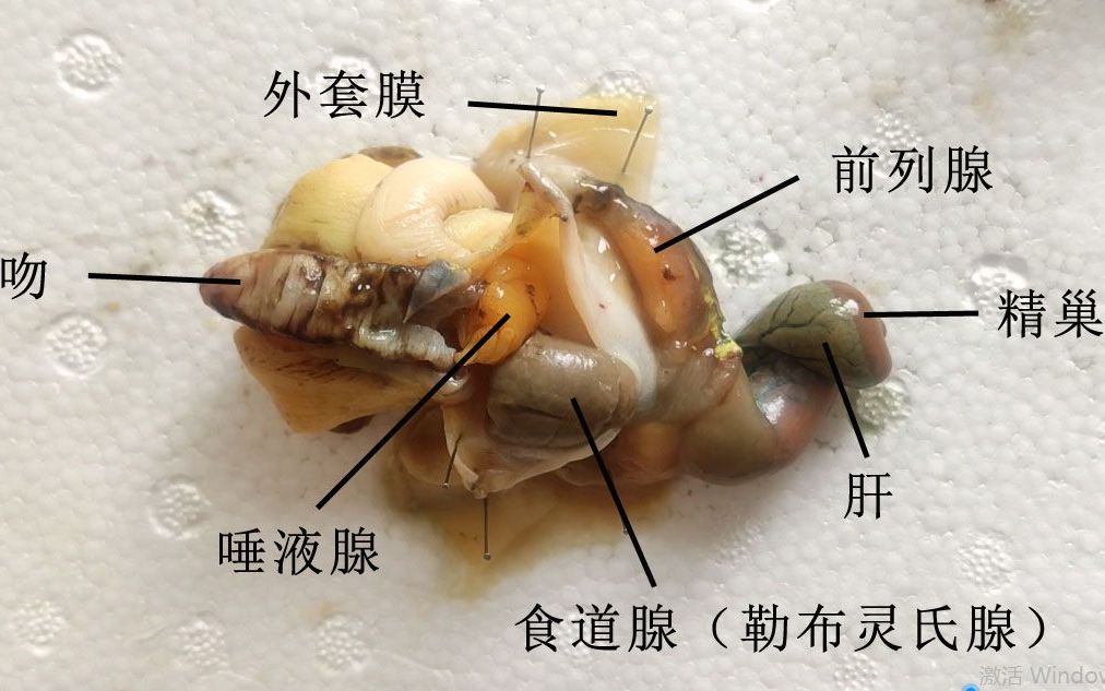 餐桌上的动物学4 脉红螺哔哩哔哩bilibili