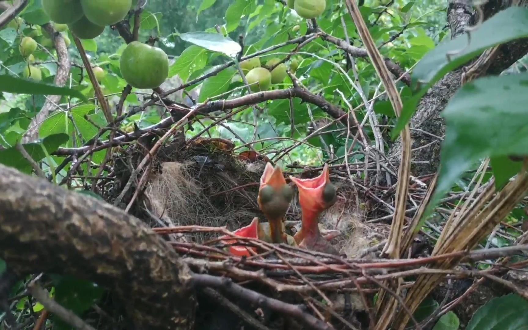 大灰喜鹊真会找地方,在我家杏树上做了一个窝,小家伙们嗷嗷待哺