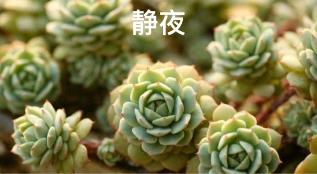 每天认识一款多肉 静夜景天科 拟石莲花属Echeveria derenbergii属于小型种,个头非常小,容易群生.哔哩哔哩bilibili