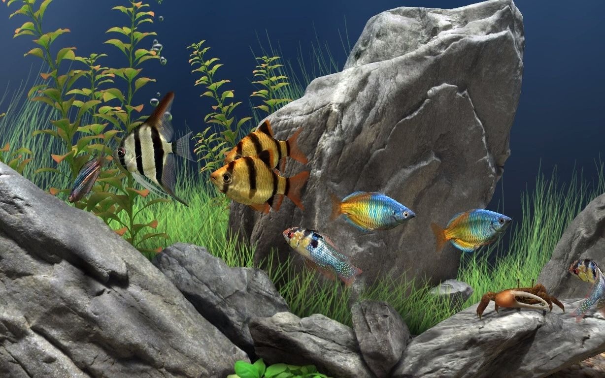 观赏鱼(1)_梦幻水族箱_dream_aquarium