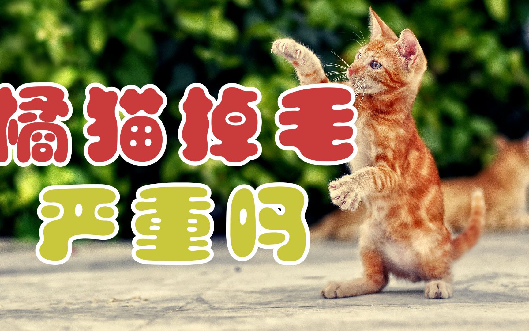 橘猫掉毛严重吗哔哩哔哩bilibili