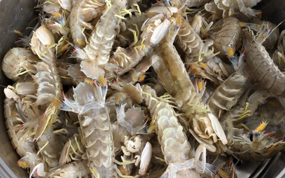 虾爬子=皮皮虾#活海鲜