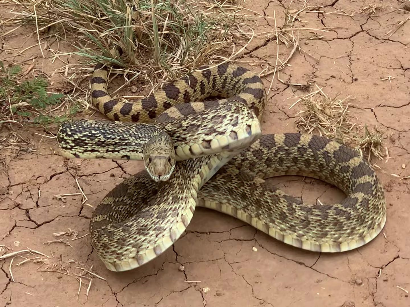 这条是什么蛇?挺凶猛的!有点是东部拟眼镜蛇.