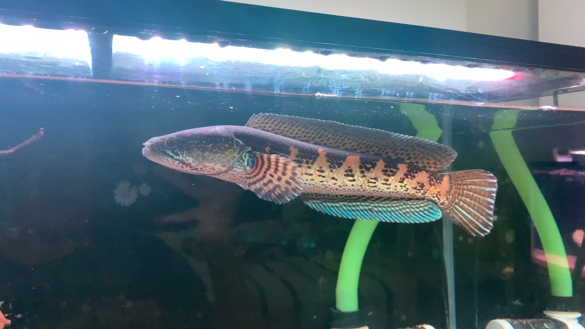 黄金眼镜蛇雷龙日常_哔哩哔哩 (゜-゜)つロ 干杯~-bilibili