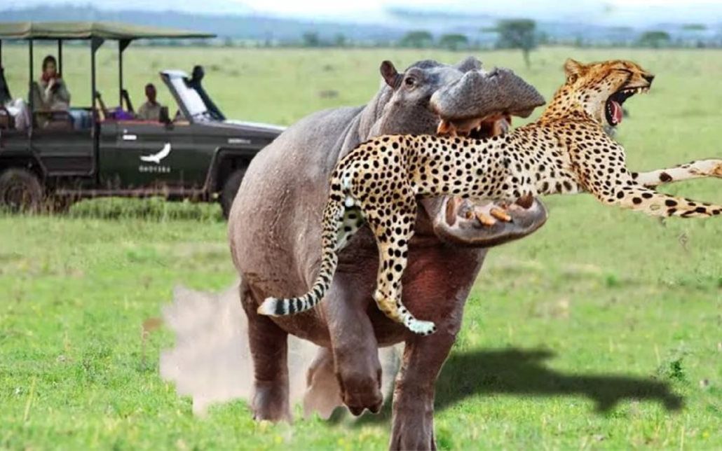 巨型河马咬猎豹以强大的攻击力击败猎豹河马vs猎豹狮子