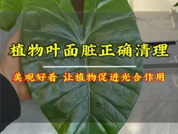 Tải video: 植物叶片脏了学会这招，轻松让叶片油光翠亮，再也不用一片一片擦了，省时省力，实用