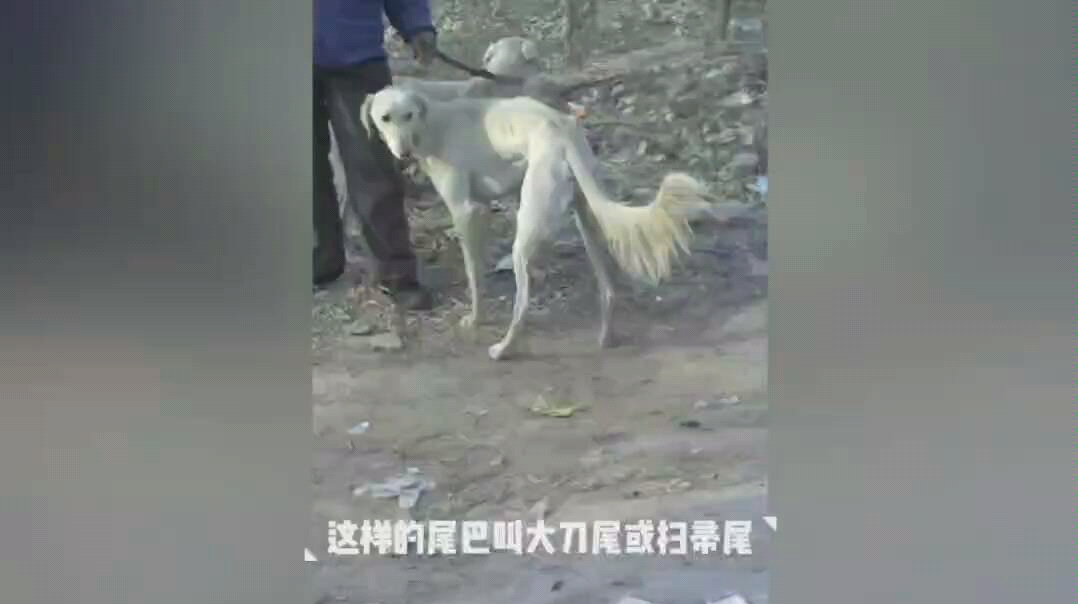 【山东细犬】简单的看一下番子滑条的外貌和尾型(这期是照片视频)哔哩哔哩bilibili