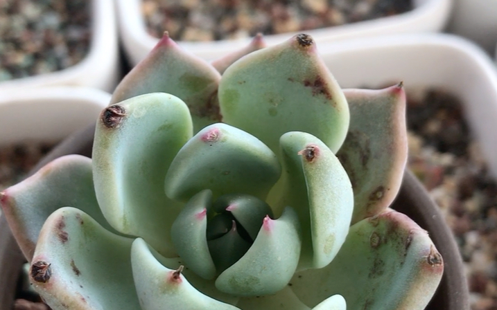 多肉植物卡特斯echeveriasprealdecatorse诺娃的杂交品种春秋季生长出