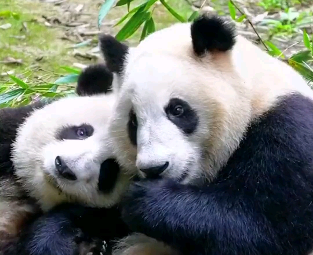 《熊猫和花》《熊猫和叶》和花与和叶真的相互依靠,是最好的姐弟~哔哩哔哩bilibili