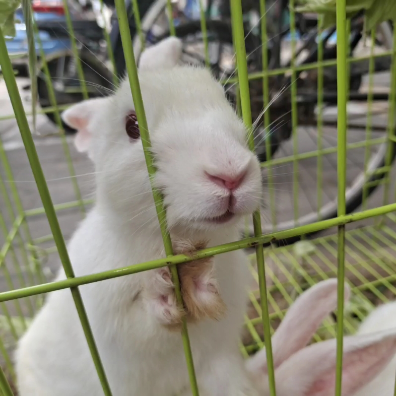 大白兔太可爱了太可爱了