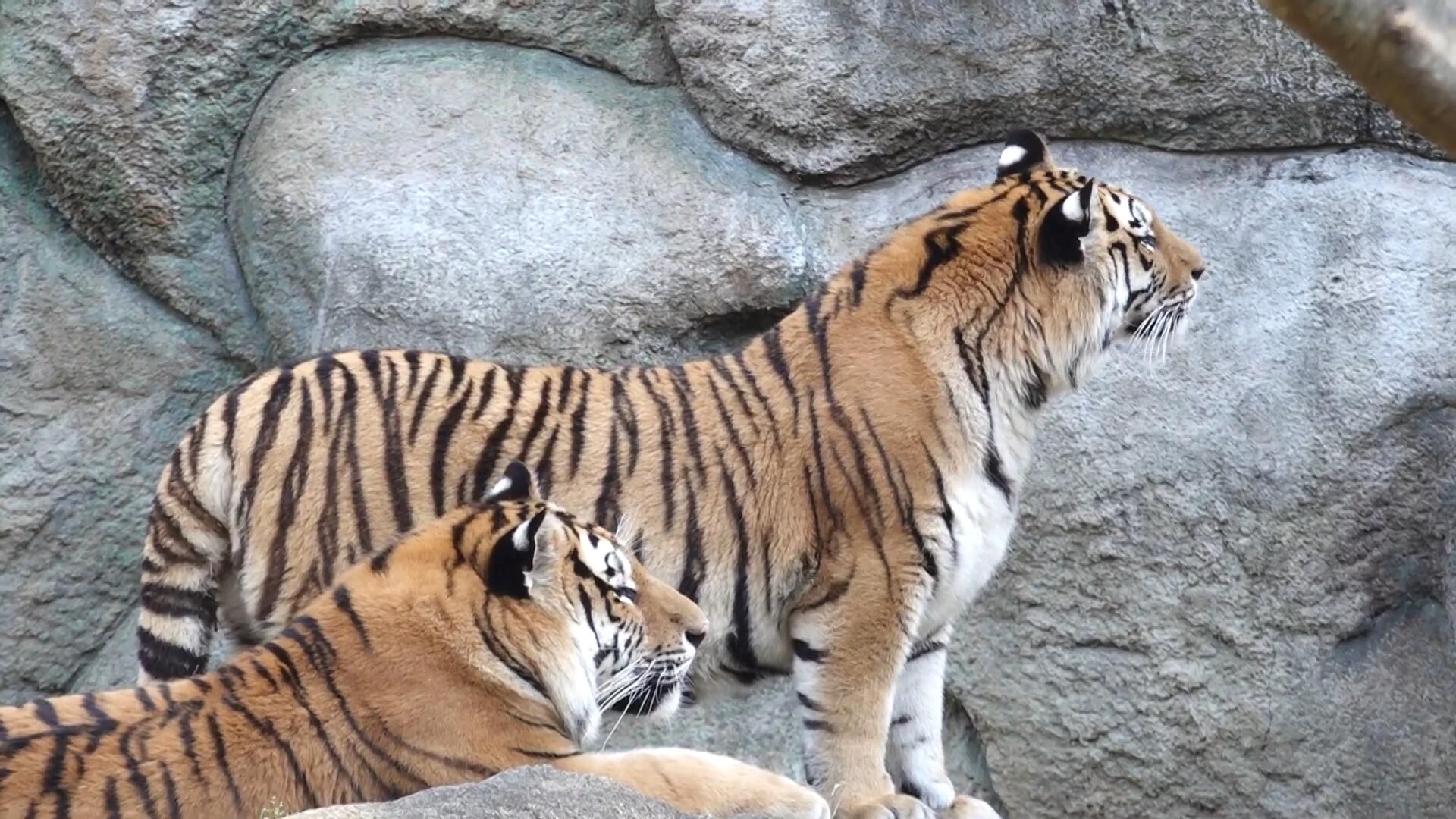 两只老虎同步了