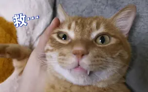 Download Video: 任人摆布的玩具猫😂