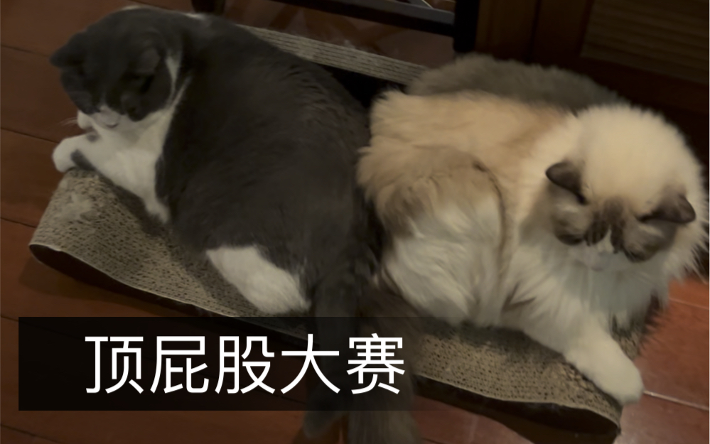 [图]【吴家大院的猫】 天气冷了更要挤在一起