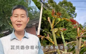 要想吃不完的香椿芽？香椿树夏天必须下狠手！1种方法1个妙用靠谱