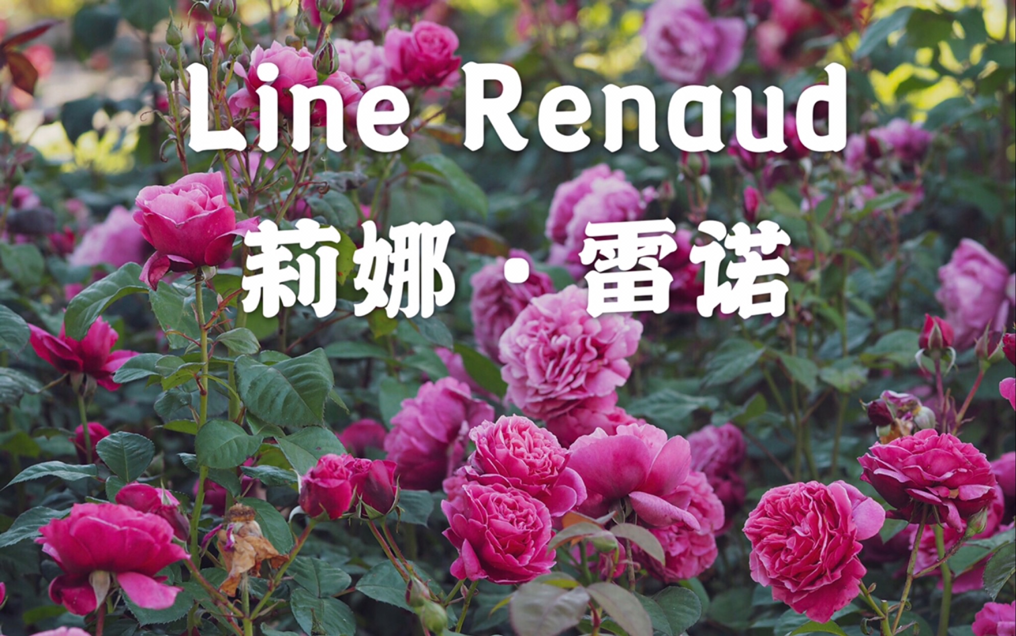 莉娜雷诺–梅昂adr认证月季–最接近完美的品种