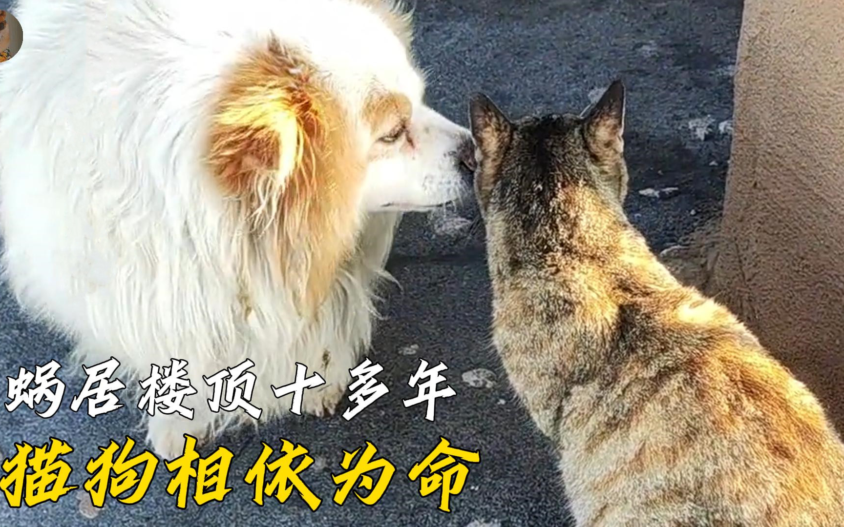 [图]一猫一狗相依为命蜗居楼顶十多年，狗狗见到人的热情让人顿感温馨