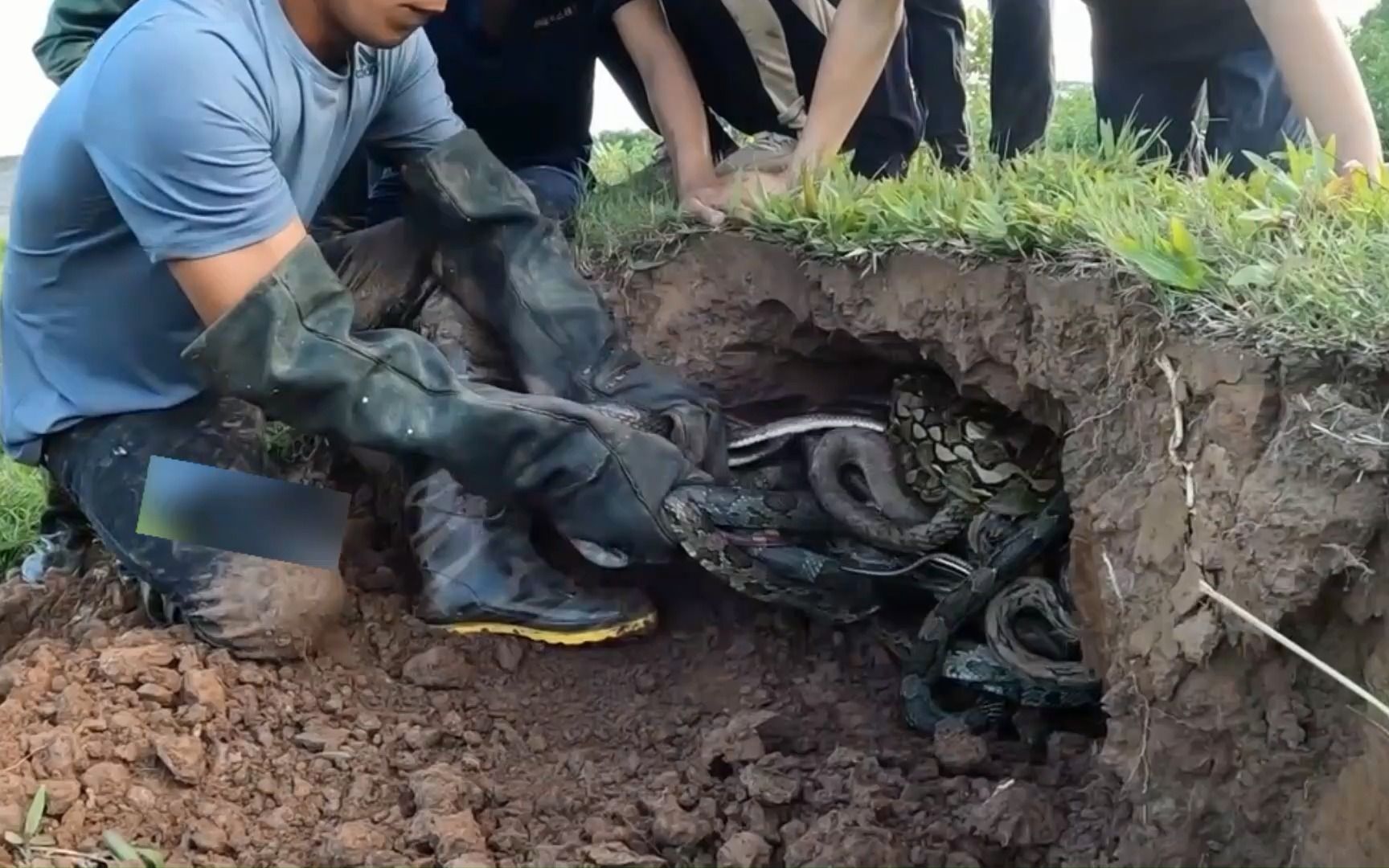 水稻田里无意间发现了一个蛇洞,里面蛇的数量还是种类都不一般