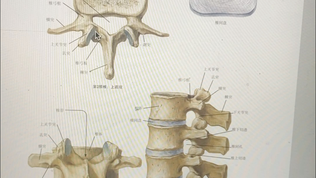 椎体的解剖学特点哔哩哔哩bilibili