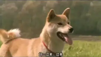 爱犬的奇迹 狗狗在地震中勇救主人一家 还差点失去自己的3个孩子 太感人了 哔哩哔哩 Bilibili