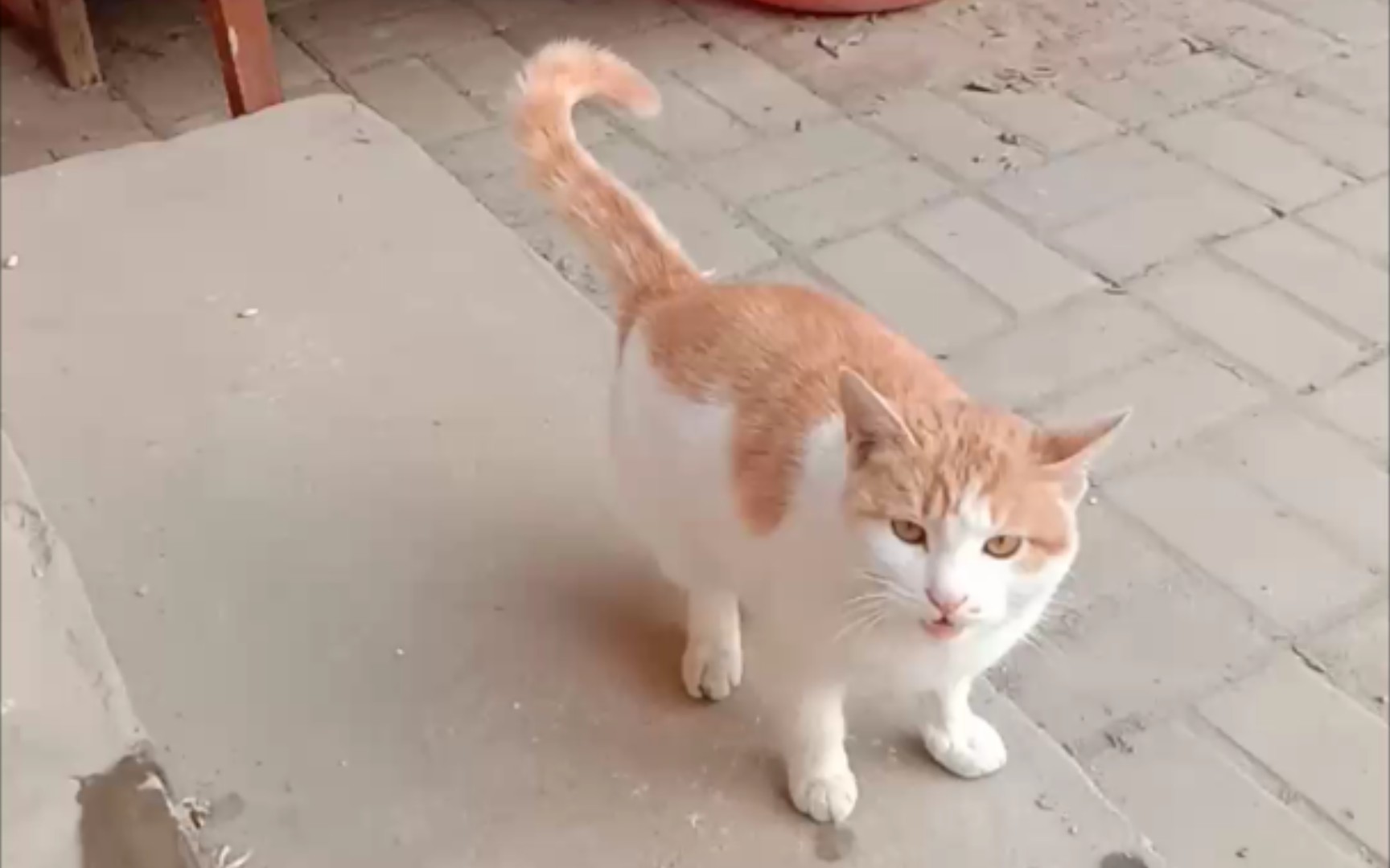 白底黄花狸花猫