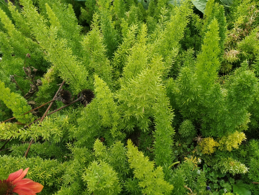 迈氏非洲天门冬