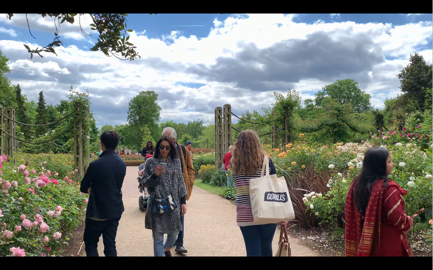 [图]Queen Mary’s Rose Garden# 五月下旬游英国伦敦摄政公园玛丽皇后玫瑰园～～(⁎⁍̴̛ᴗ⁍̴̛⁎) ~~