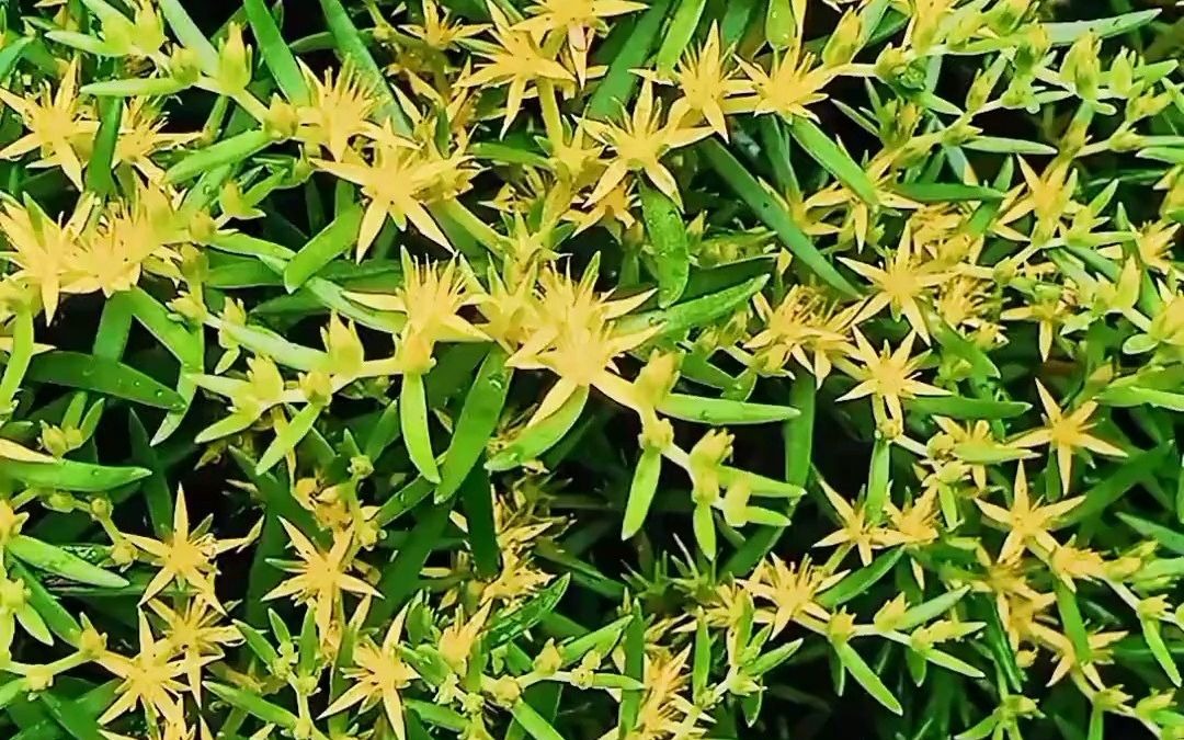 佛指甲与垂盆草,见过这两种植物吗?#捕捉身边的美#野生植物#山野自然