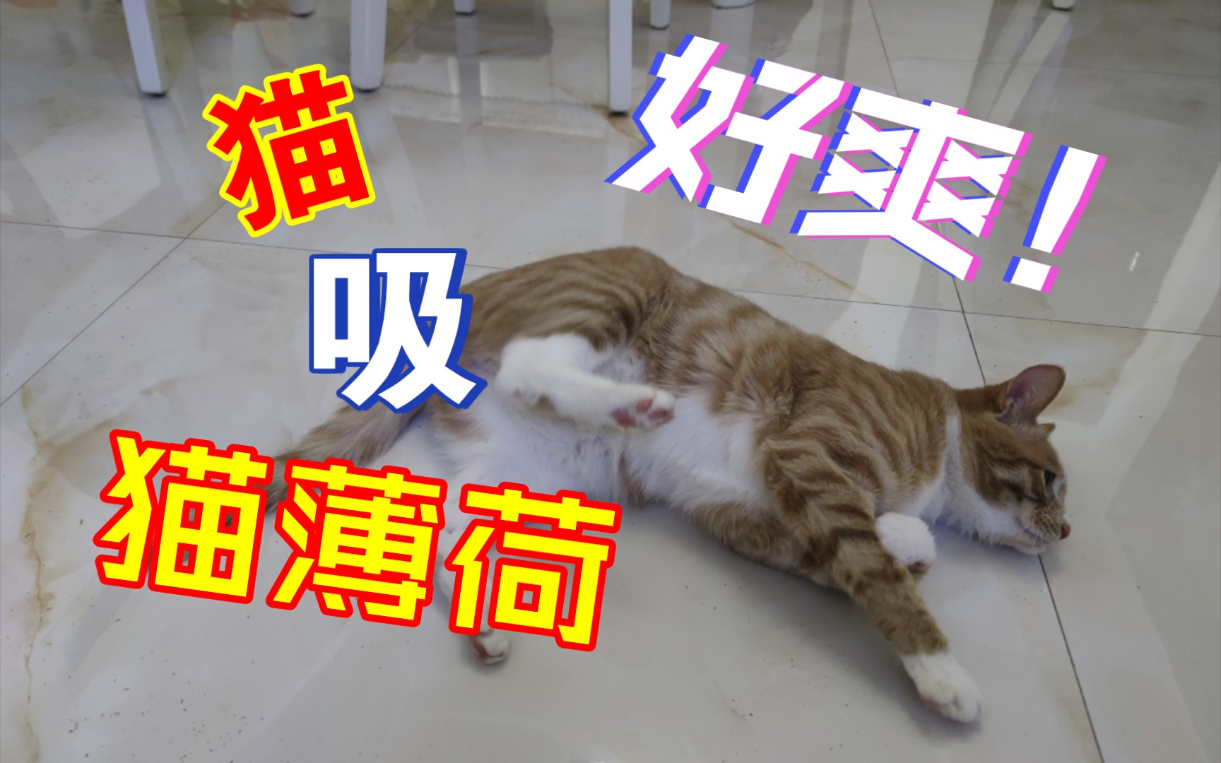 小猫吸猫薄荷无法自拔,喵喵叫